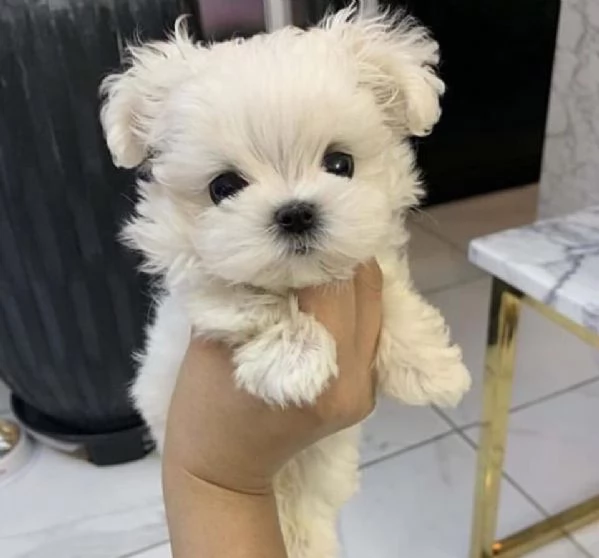 Maltese (cuccioli maschio e femmina) | Foto 0