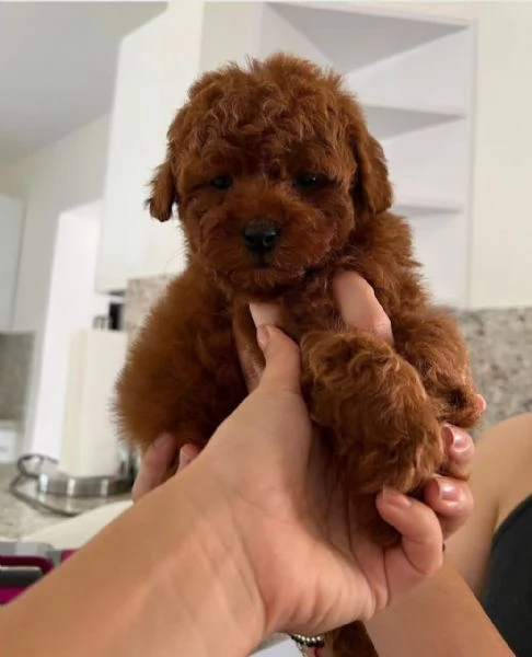 Barboncino Toy (cuccioli maschio e femmina) | Foto 0