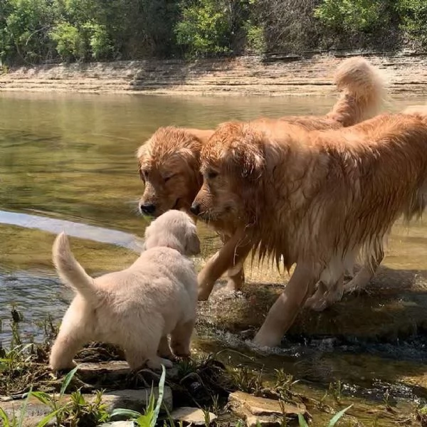 Golden Retriever (cuccioli maschio e femmina) | Foto 0