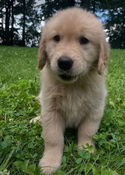 Golden Retriever (cuccioli maschio e femmina) | Foto 0