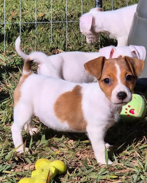 Jack Russell (cuccioli maschio e femmina) | Foto 0