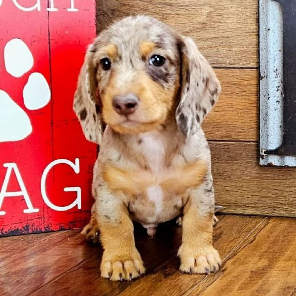 Bassotto (cuccioli maschio e femmina) | Foto 0