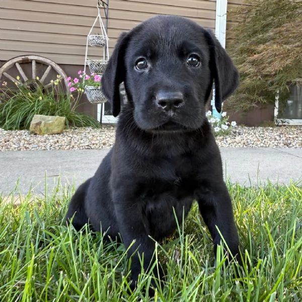 Labrador (cuccioli maschio e femmina)