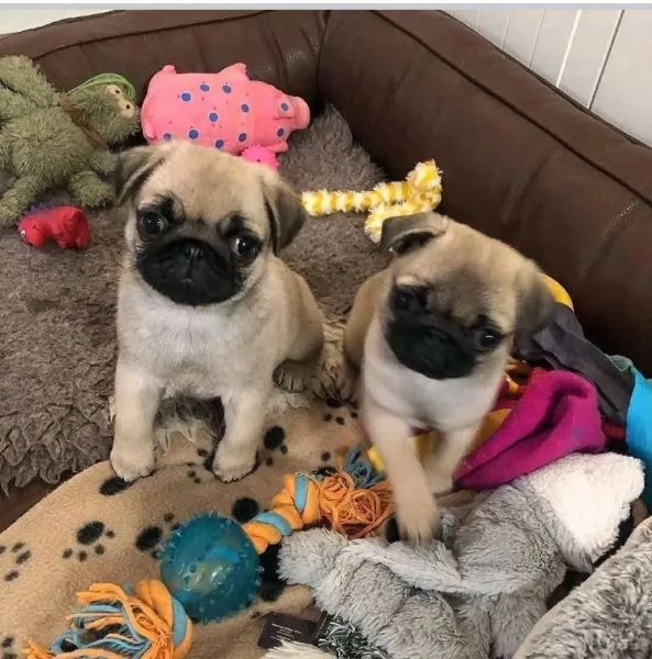 Carlino (Pug) (cuccioli maschio e femmina) | Foto 0