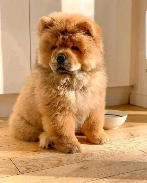 Chow Chow (cuccioli maschio e femmina) | Foto 0