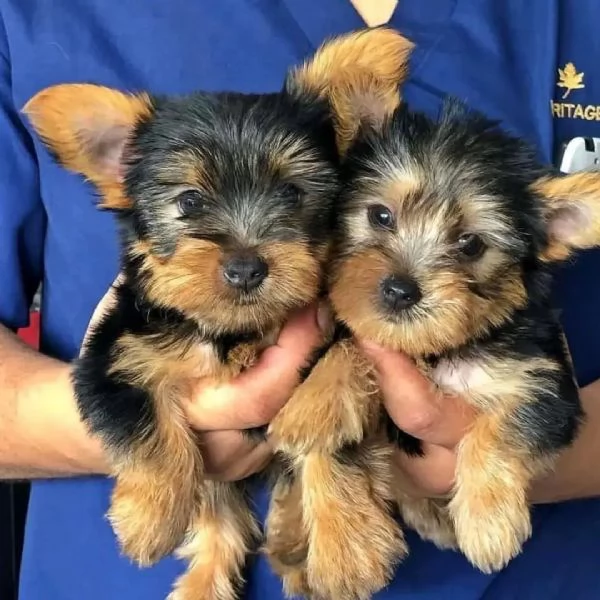 Yorkshire Terrie | Foto 0