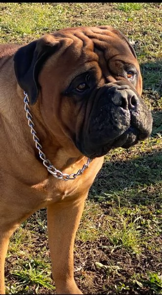 Bullmastiff  | Foto 4