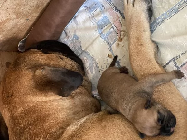 Bullmastiff  | Foto 1