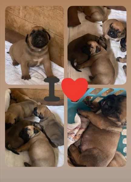 Bullmastiff  | Foto 0
