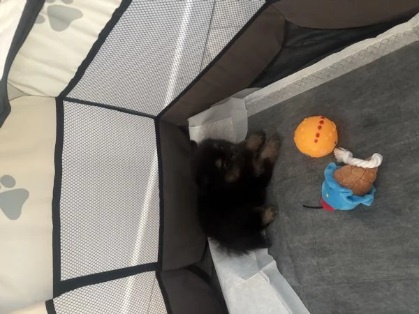 Spriz tedesco di Pomerania da allevamento 