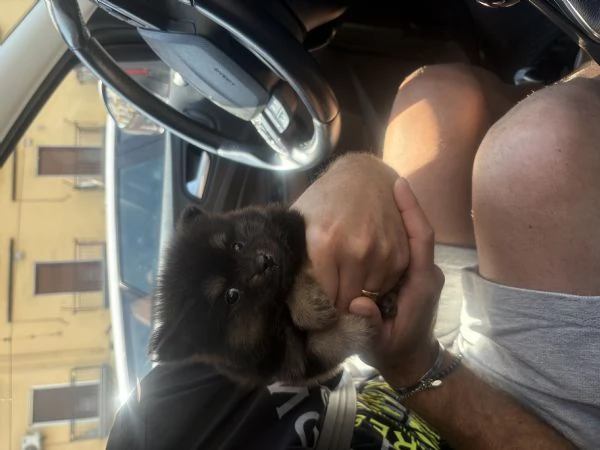 Spriz tedesco di Pomerania da allevamento  | Foto 3