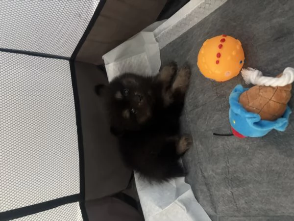 Spriz tedesco di Pomerania da allevamento  | Foto 2