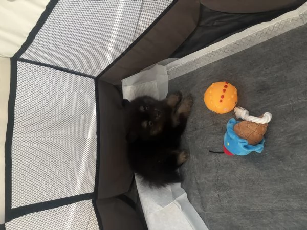 Spriz tedesco di Pomerania da allevamento  | Foto 1