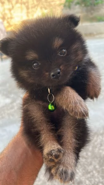 Spriz tedesco di Pomerania da allevamento  | Foto 0