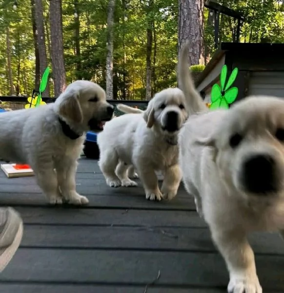  Cuccioli Golden Retriever