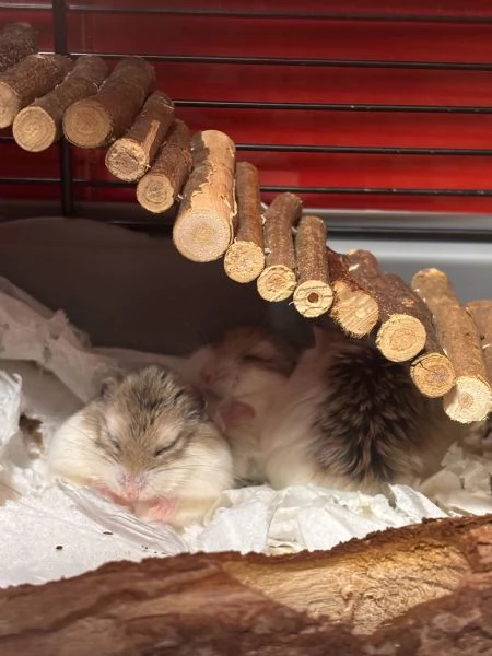 Criceti Roborovsky – adorabili cuccioli disponibili 