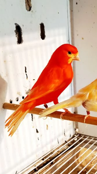 Vendo canarini anellati 