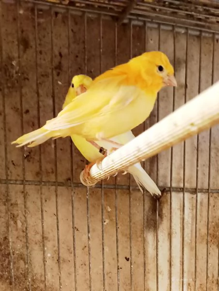 Vendo canarini anellati  | Foto 6