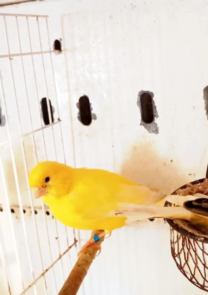 Vendo canarini anellati  | Foto 5