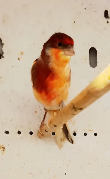 Vendo canarini anellati  | Foto 4