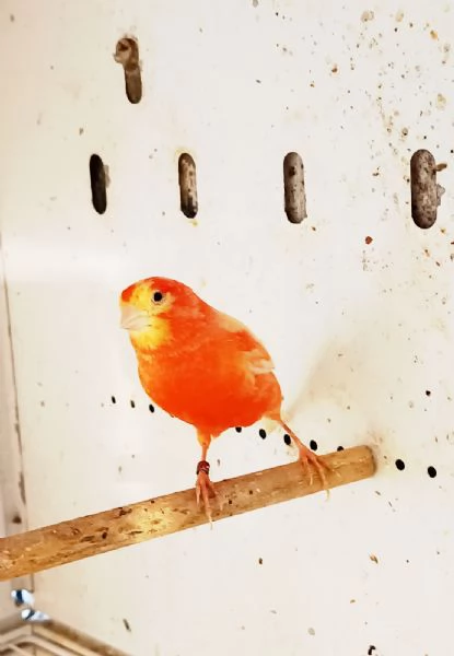 Vendo canarini anellati  | Foto 3