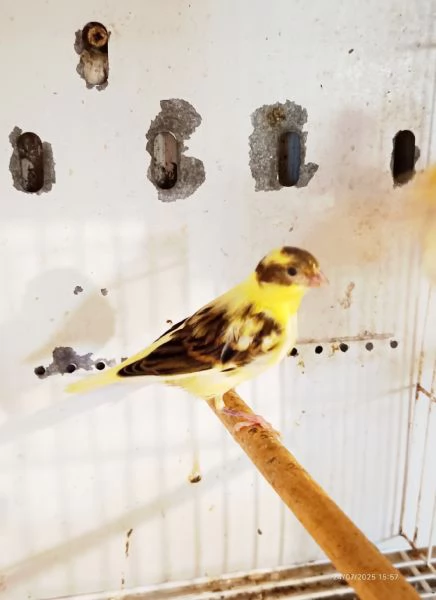 Vendo canarini anellati  | Foto 2