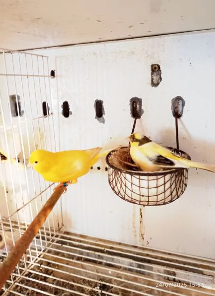 Vendo canarini anellati  | Foto 1