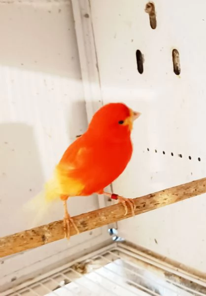 Vendo canarini anellati  | Foto 0