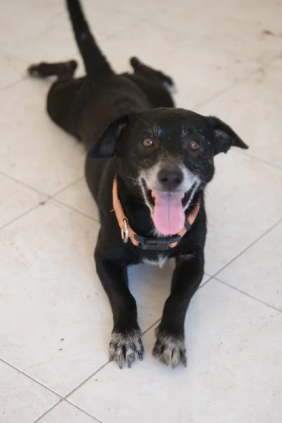 Regalo due cagnolini fratelli 