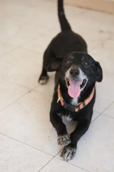 Regalo due cagnolini fratelli  | Foto 4