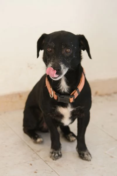 Regalo due cagnolini fratelli  | Foto 3