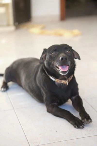 Regalo due cagnolini fratelli  | Foto 2