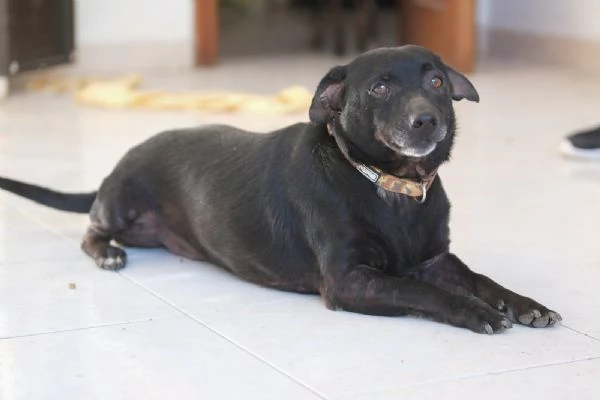 Regalo due cagnolini fratelli  | Foto 1