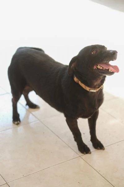 Regalo due cagnolini fratelli  | Foto 0