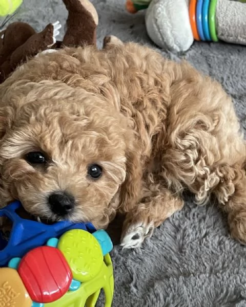 cuccioli di barboncino | Foto 0