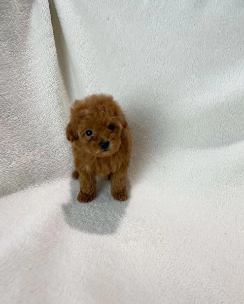 Barboncino Toy | Foto 0