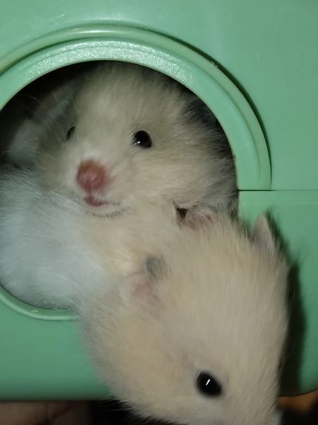 Regalo criceti  | Foto 3