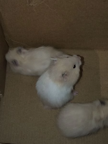 Regalo criceti  | Foto 2