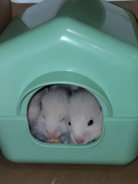 Regalo criceti  | Foto 1