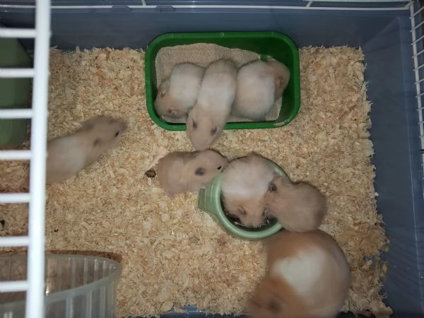 Regalo criceti  | Foto 0