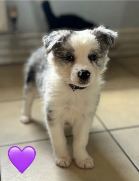 Regala i nostri cuccioli di Border Collie maschio e femmina | Foto 2