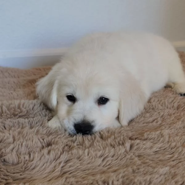 Cuccioli di Golden Retriever  | Foto 0