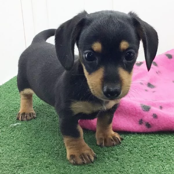 Bassotto (cuccioli maschio e femmina)