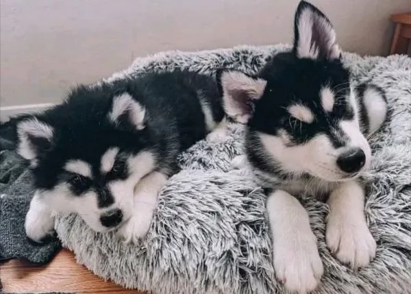Siberian Husky (cuccioli maschio e femmina)