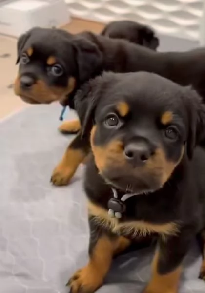 Rottweiler (cuccioli maschio e femmina)