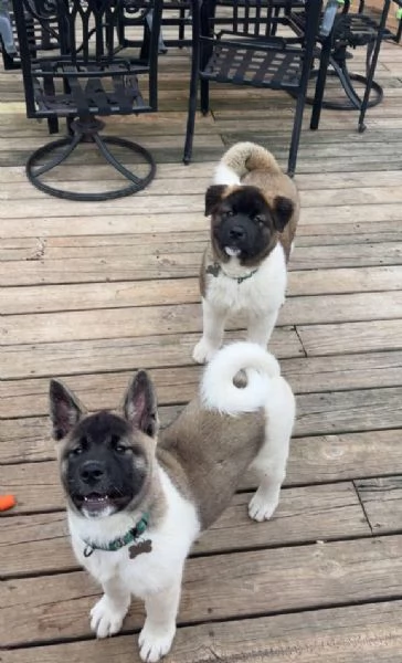 Akita inu (cuccioli maschio e femmina) | Foto 0