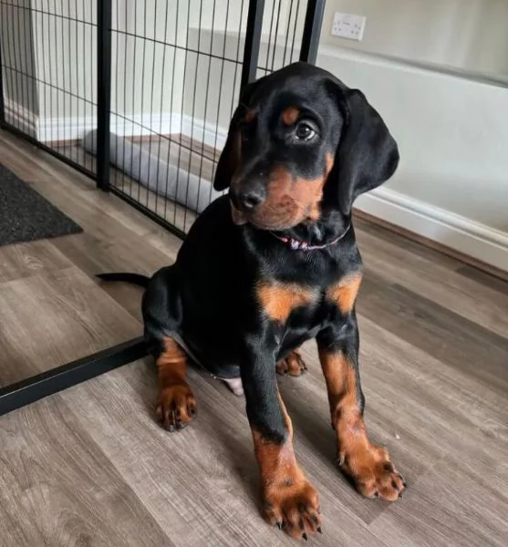 Rottweiler (cuccioli maschio e femmina)