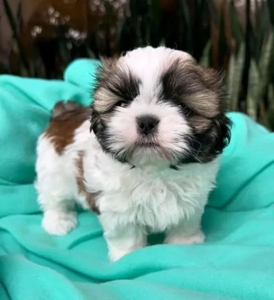 Shih Tzu Mini Toy (cuccioli maschio e femmina)