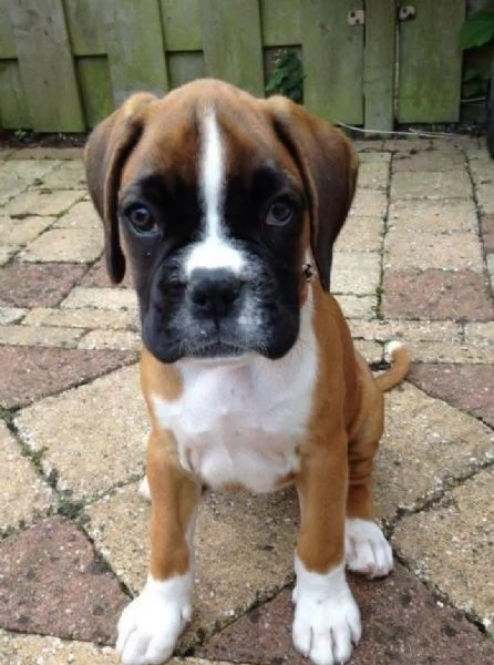 Boxer (cuccioli maschio e femmina) | Foto 0