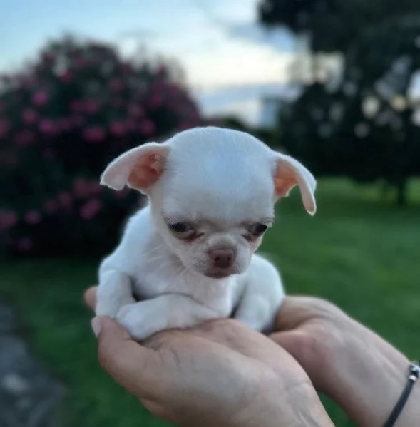 Chihuahua Toy (cuccioli maschio e femmina) | Foto 0